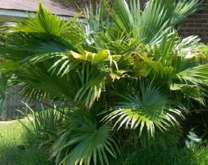 Read more about the article Chinese Fan Palm – ٹیبل پام