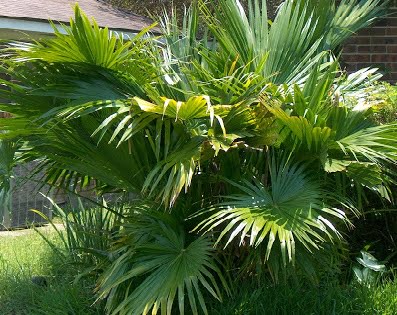 You are currently viewing Chinese Fan Palm – ٹیبل پام