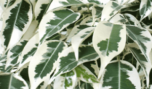 Read more about the article Ficus benjamina – فائکس