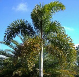 Read more about the article Foxtail Palm – فوکس ٹیل پام