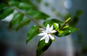 Read more about the article Jasmine – چنبیلی