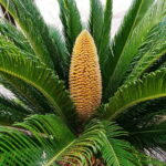 Read more about the article Sago Palm – کنگھی پام
