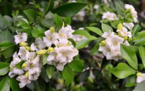 Read more about the article Orange Jasmine (Marva Plant) – مروا