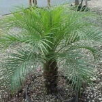 Read more about the article Phoenix Palm Plant – فینکس پام