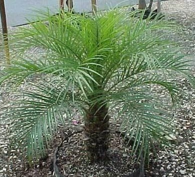 You are currently viewing Phoenix Palm Plant – فینکس پام