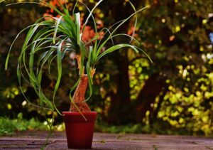 Read more about the article Ponytail Palm – بیوکارنیا