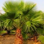 Read more about the article Washingtonia Palm