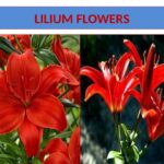 Read more about the article Lilium Cultivation