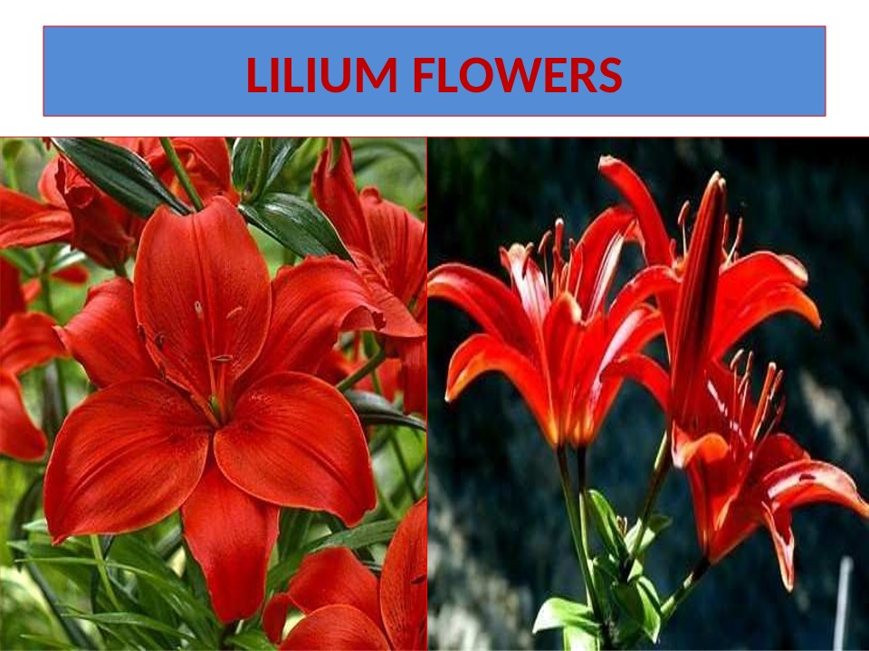 You are currently viewing Lilium longiflorum / Lilium Flowers
