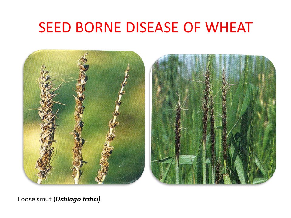You are currently viewing Seed Borne Diseases & their Control