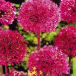 Read more about the article Onion Blossom / Allium Flowers