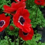 Read more about the article Anemone Flowers