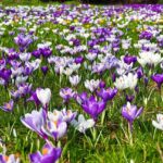 Crocus / Saffron Flowers