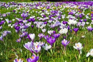 Read more about the article Saffron Flowers / Crocus | زعفران کے پھول