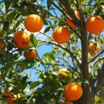Read more about the article Citrus Diseases & Control / ترشاوہ پھلوں کی بیماریاں اور ان کا انسداد