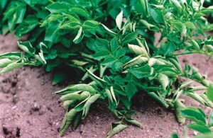 Read more about the article Diseases of Potato Virus & their Management / آلو کی وائرسی بیماریاں