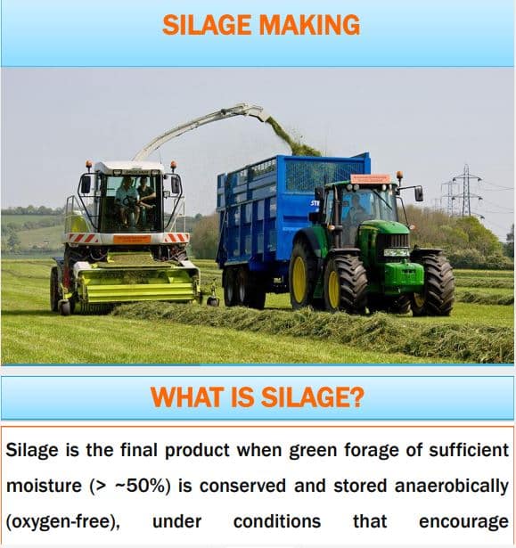 silage production