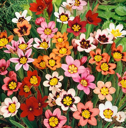 You are currently viewing Sparaxis flowers / Harlequin Flowers