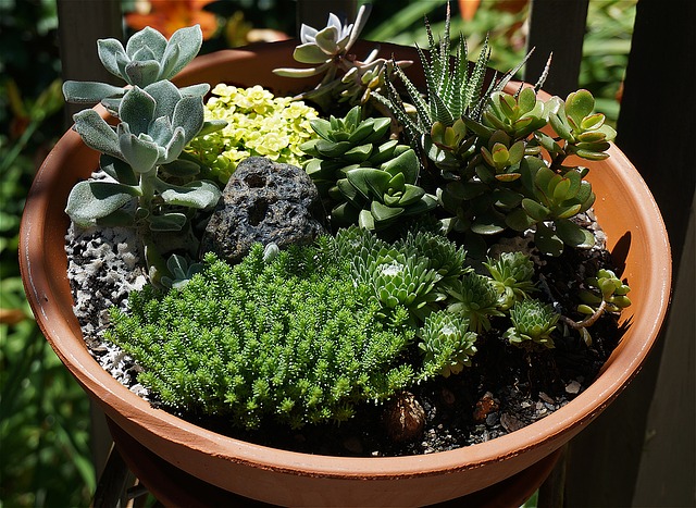 miniature gardening