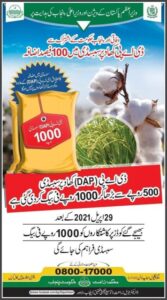 dap subsidy