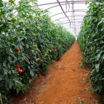 Read more about the article Tomato Tunnel Farming in Pakistan – ٹماٹر کی ٹنل میں کاشت