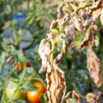 Summer Vegetable Diseases & Insects – سبزیوں کے کیڑے اور بیماریاں