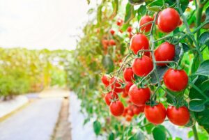 tomato