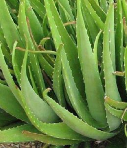 Read more about the article Aloe Vera (Kawar Gandal)- کوار گندل کی کاشت