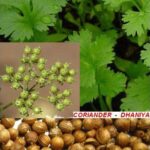 Dhania – Coriander / دھنیا