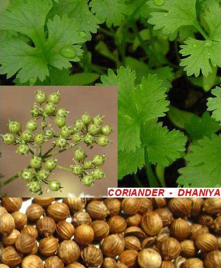 You are currently viewing Dhania – Coriander / دھنیا