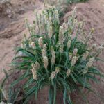 اسپغول کی کاشت / Cultivation of Ispaghol / Psyllium