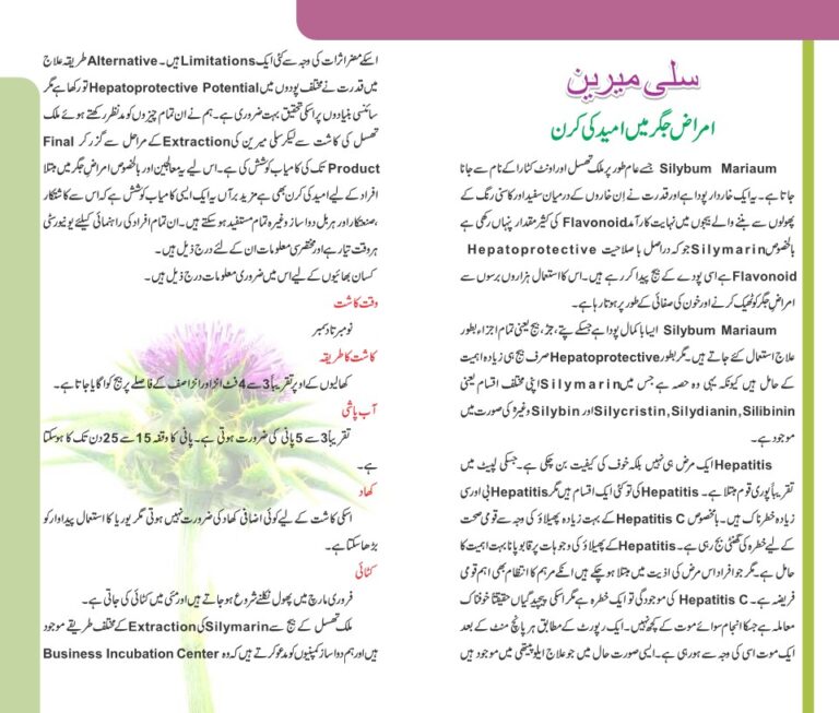 Cultivation of Milk Thistle in Urdu اونٹ کٹارا کی کاشت