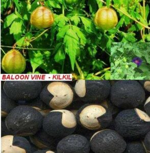 Read more about the article قلقل /  کلکل – Balloon Vine Plant / Cardiospermum