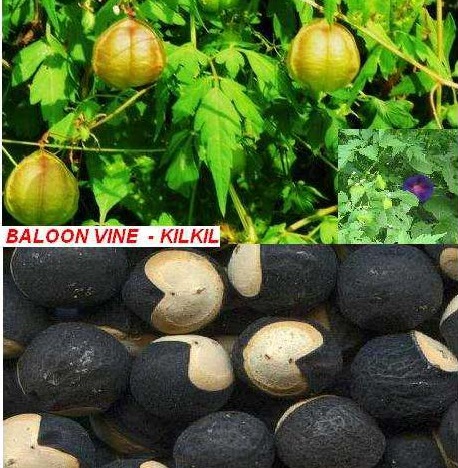 You are currently viewing قلقل /  کلکل – Balloon Vine Plant / Cardiospermum