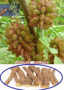 Read more about the article Licorice in Urdu – ملٹھی / Glycyrrhiza glabra