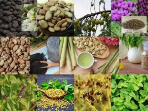 Medicinal Plants in Pakistan