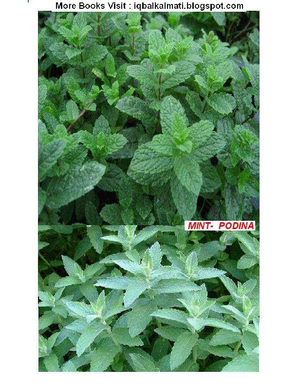 mint-meaning-in-urdu-its-cultivation-methods