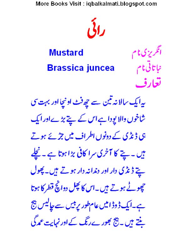 mustard seed urdu