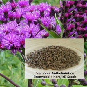 Read more about the article Kali Jeeri کالی زیری – Vernonia