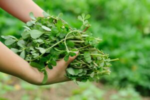 Read more about the article Kulfa / Purslane Cultivation in Pakistan – قلفہ کی کاشت