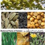 Major Medicinal Plants of Pakistan List –  اہم ادویاتی پودے