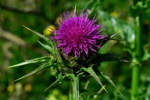 Read more about the article Cultivation of Milk Thistle in Urdu – اونٹ کٹارا کی کاشت