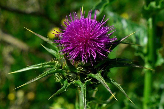You are currently viewing Cultivation of Milk Thistle in Urdu – اونٹ کٹارا کی کاشت