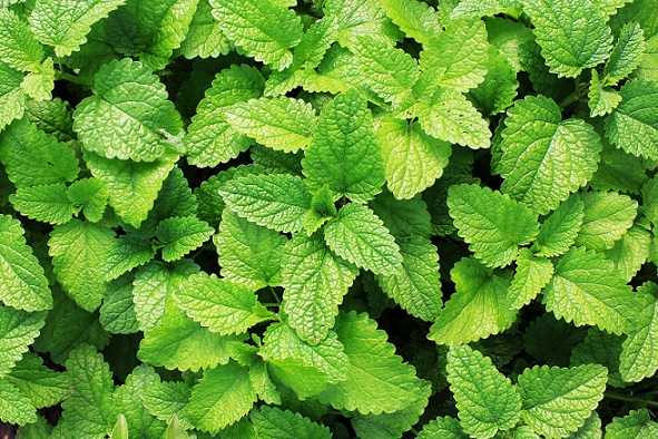  Mint Meaning In Urdu Its Cultivation Methods 