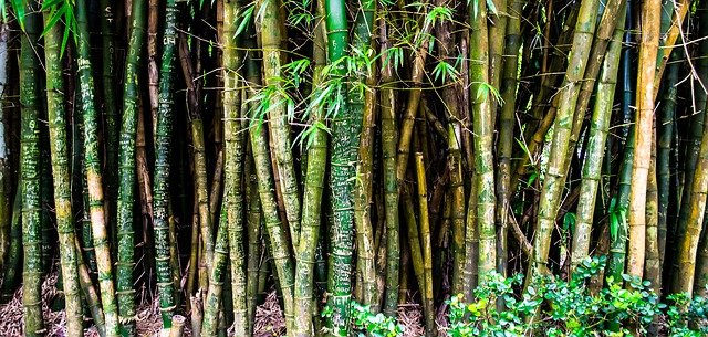 bamboo meaning in urdu