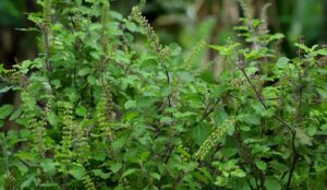 Read more about the article Tulsi / Holy Bassil in Pakistan – تٌلسی کی کاشت
