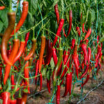 Read more about the article Lal Mirch / Chillies in Pakistan – مرچوں کی کاشت