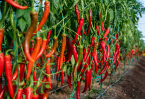 Read more about the article Lal Mirch / Chillies in Pakistan – مرچوں کی کاشت