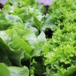 Read more about the article Lettuce in Pakistan –  سلاد کی کاشت
