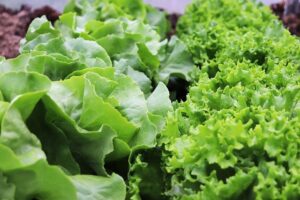 Read more about the article Lettuce in Pakistan –  سلاد کی کاشت